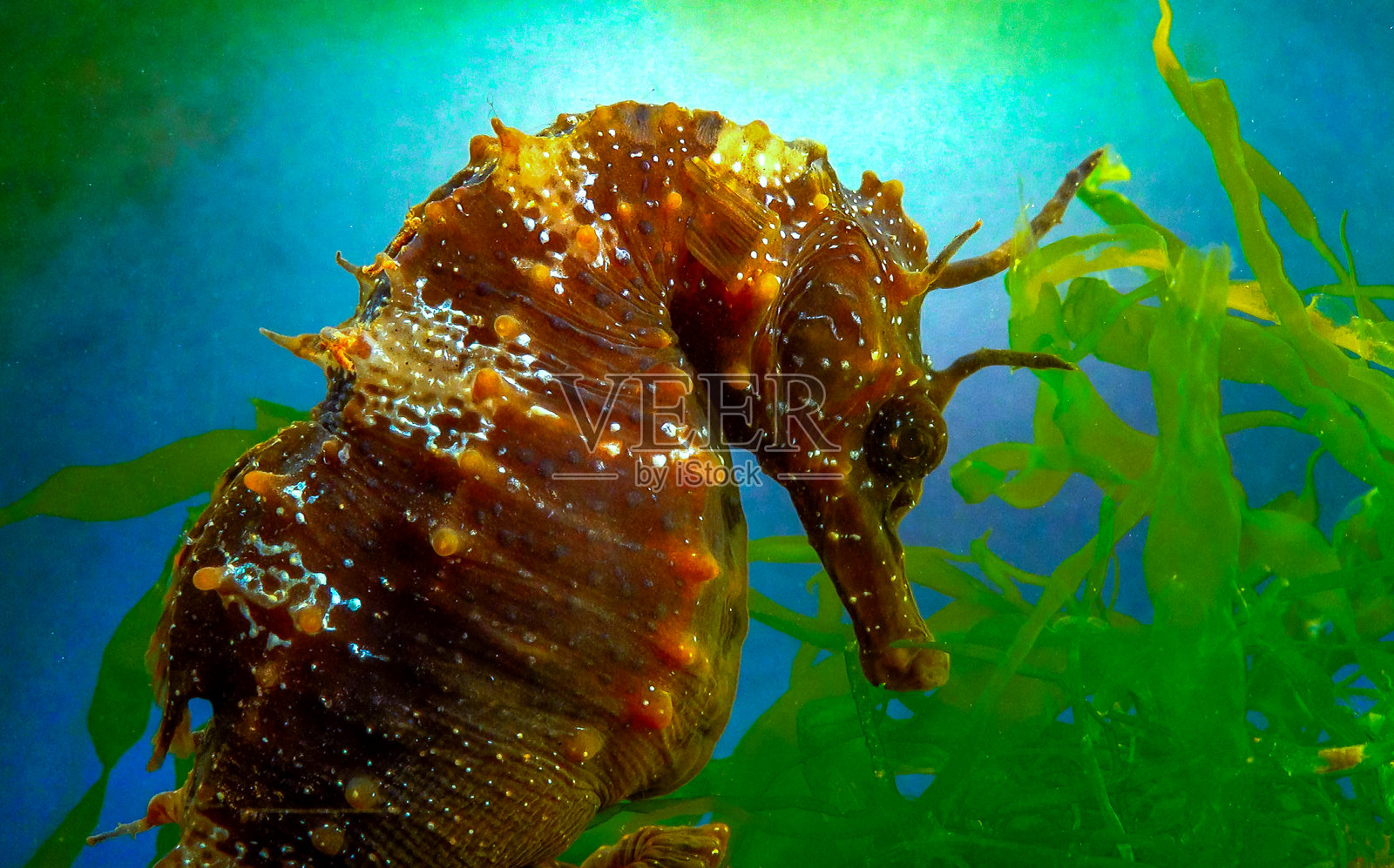 侧面视角的雄性长吻海马（Hippocampus hippocampus）藏身于黑海岸边的绿色海藻中。照片摄影图片