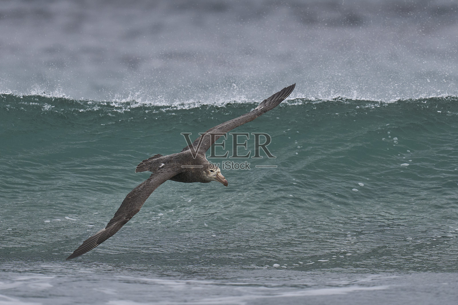 南方巨信天翁在飞行中照片摄影图片