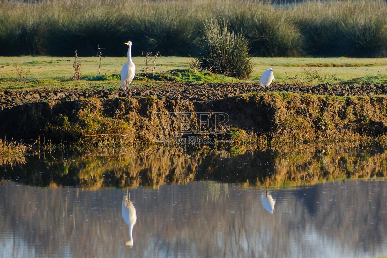 白鹭照片摄影图片