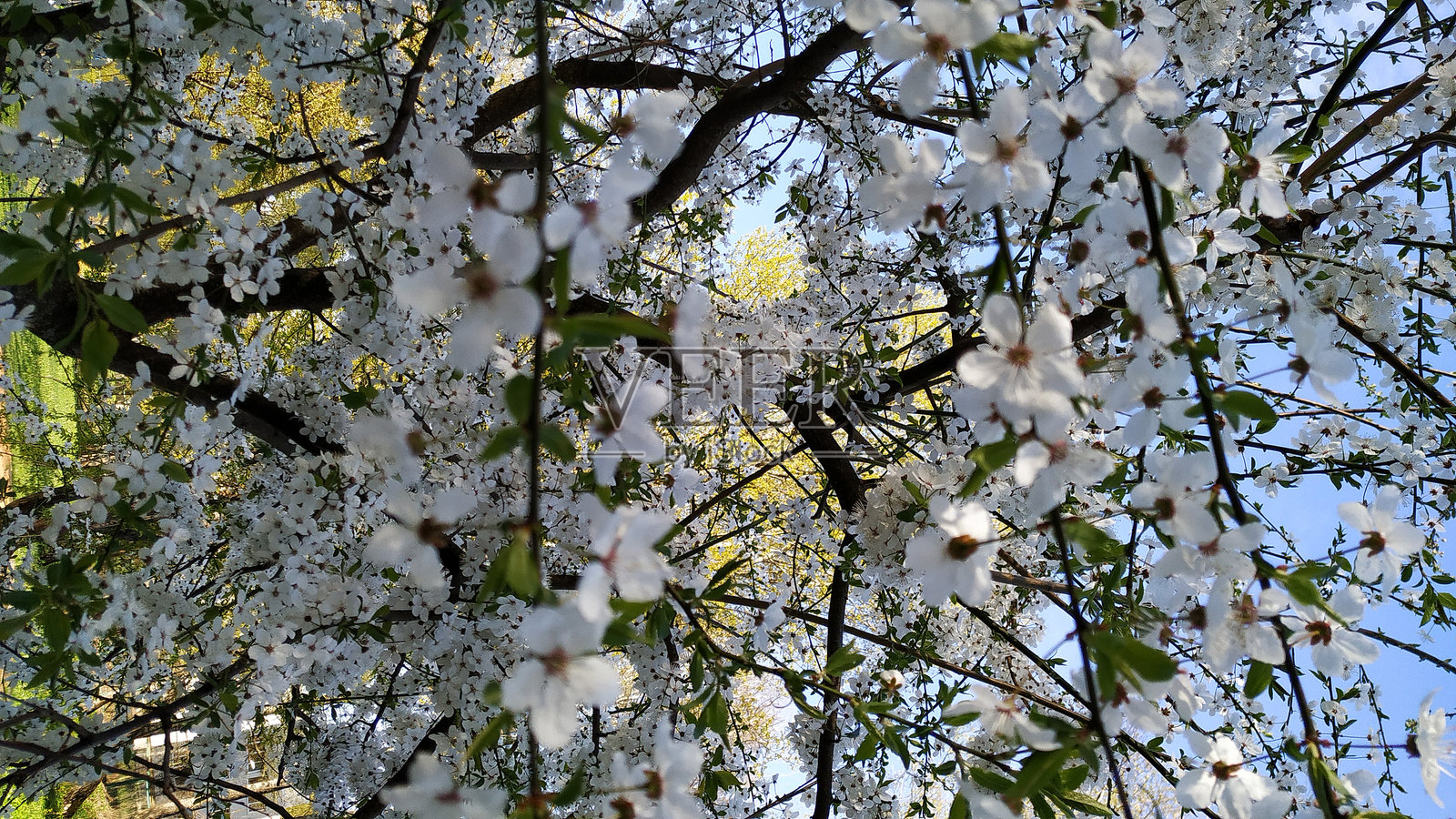 春天，樱花，树叶，树照片摄影图片