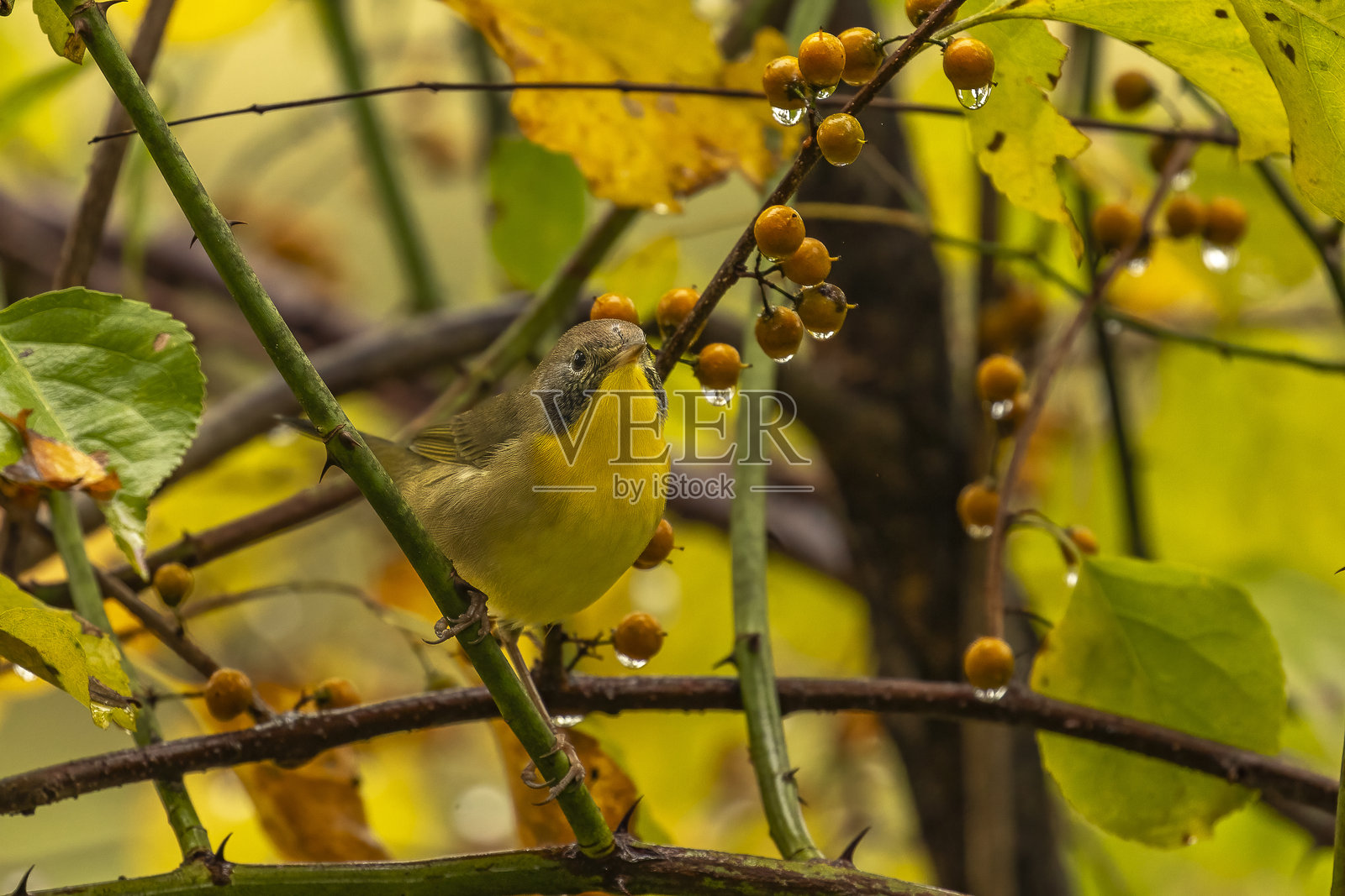 常见黄头雀栖息在树枝上照片摄影图片