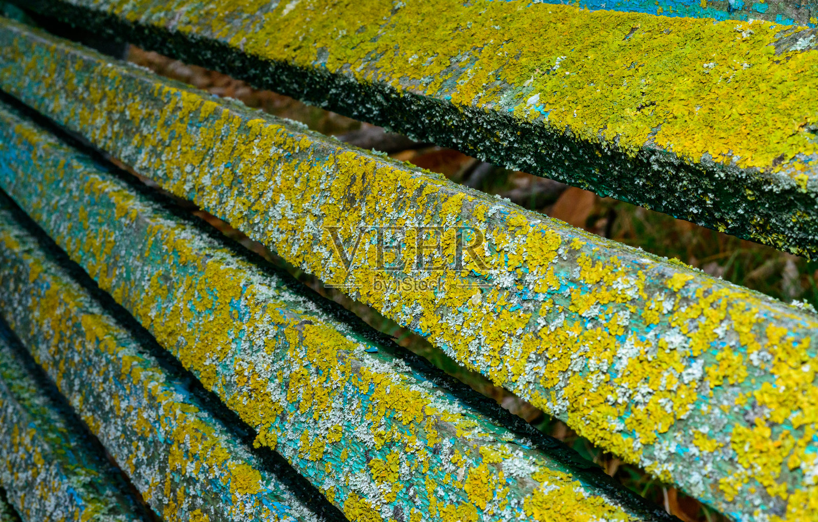 黄斑地衣和多种不同类型的地衣在涂漆的长椅梁上照片摄影图片