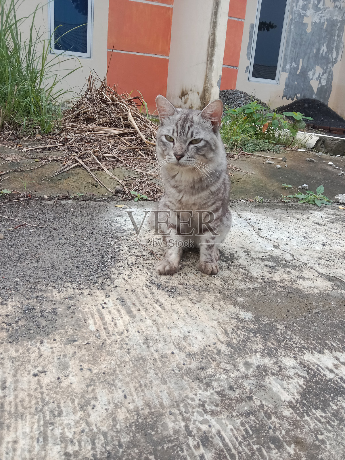 灰色小猫在房子前面照片摄影图片