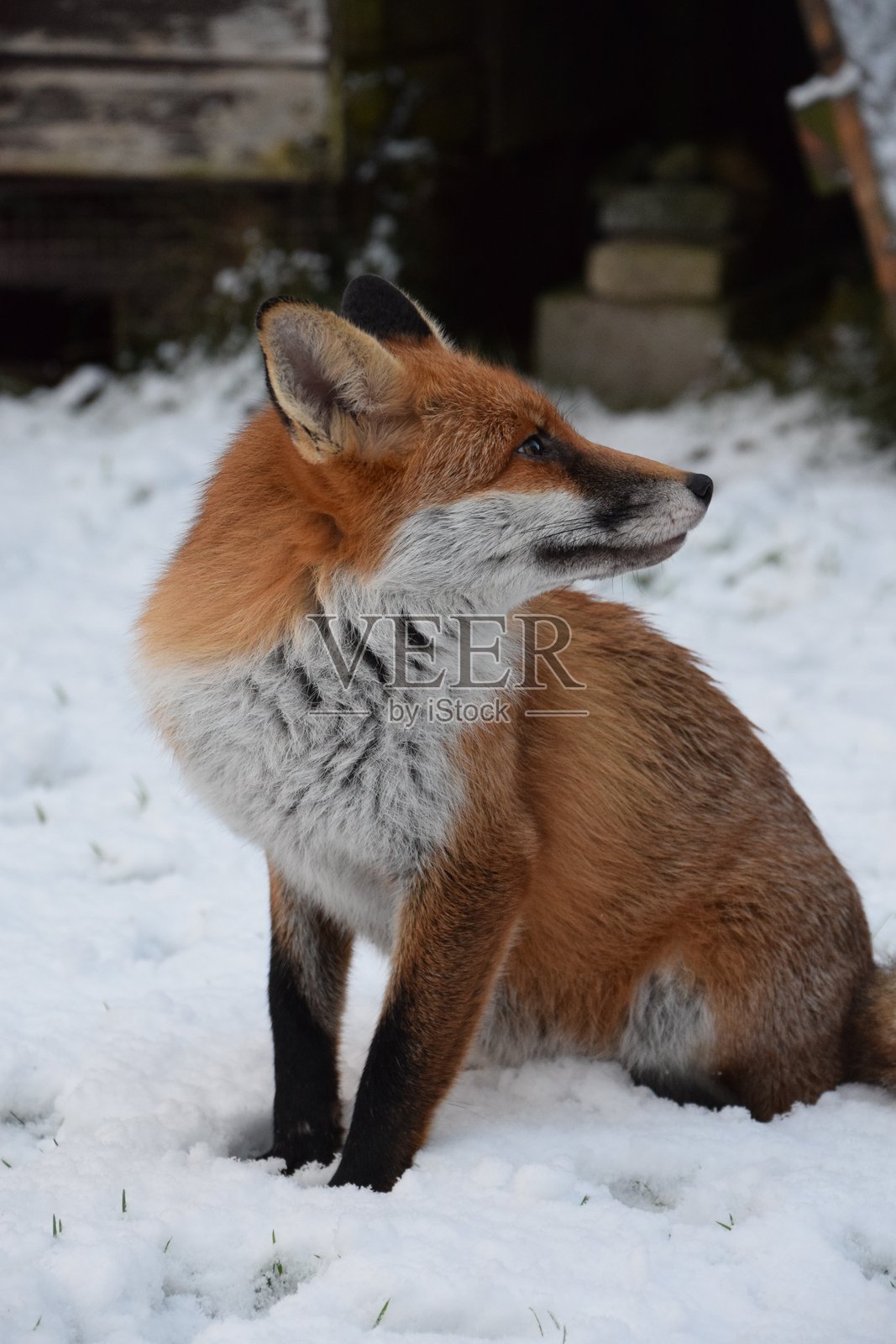 雪中的狐狸照片摄影图片