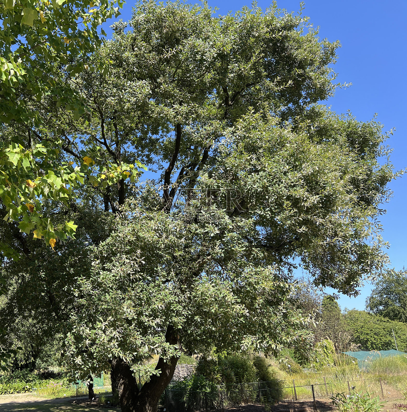 阿勒颇橡树，铁橡（Quercus infectoria）照片摄影图片