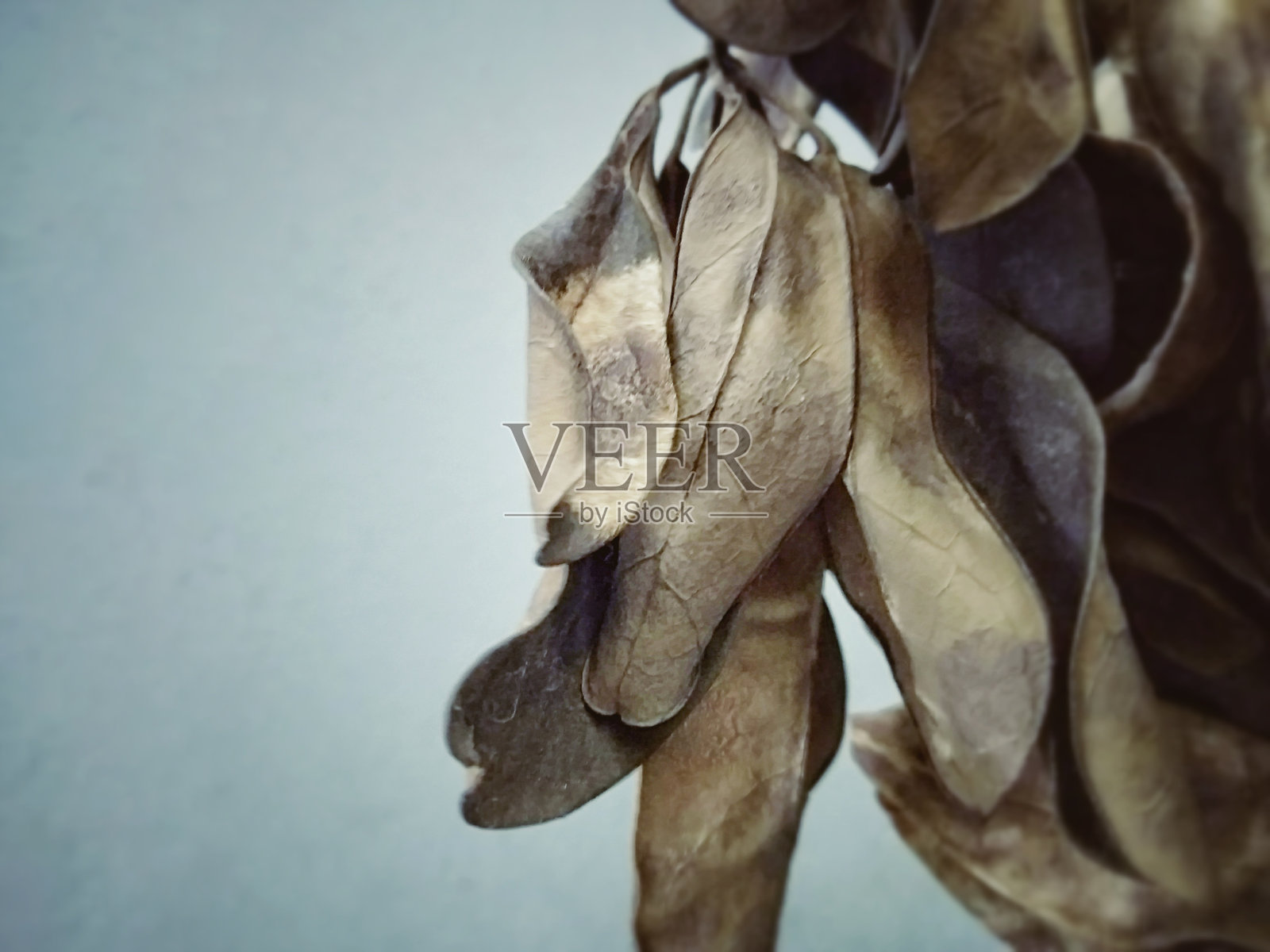 物体照片摄影图片