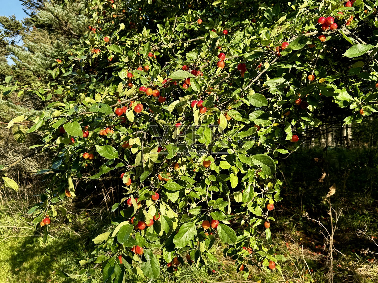 装饰着小红果的野生苹果树（Malus sylvestris）。捕捉芬兰秋天的自然美，郁郁葱葱的绿叶和鲜艳的观赏苹果。照片摄影图片