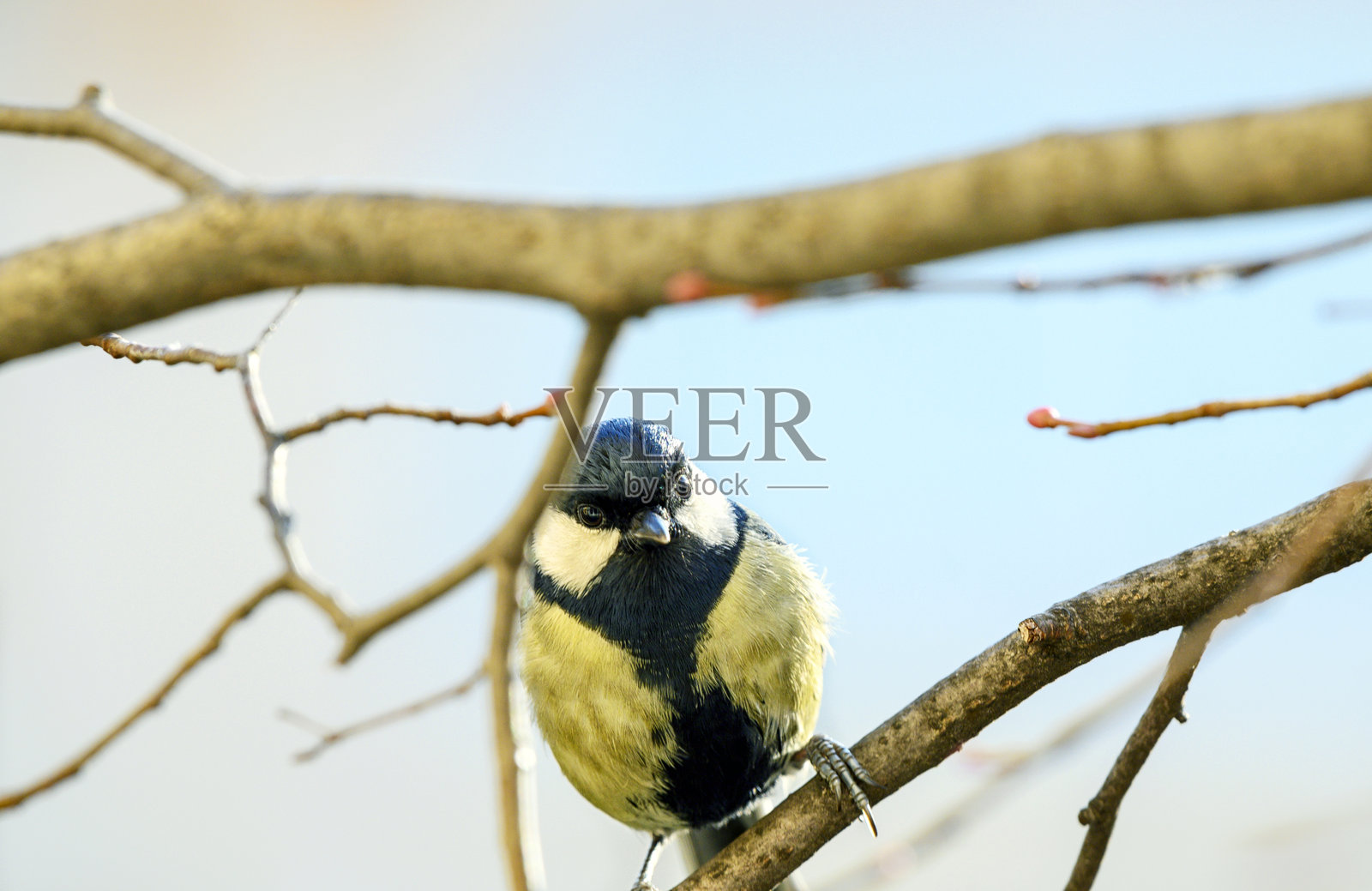 可爱的鸟，蓝山雀，栖息在秋冬季节无叶的树枝上。照片摄影图片