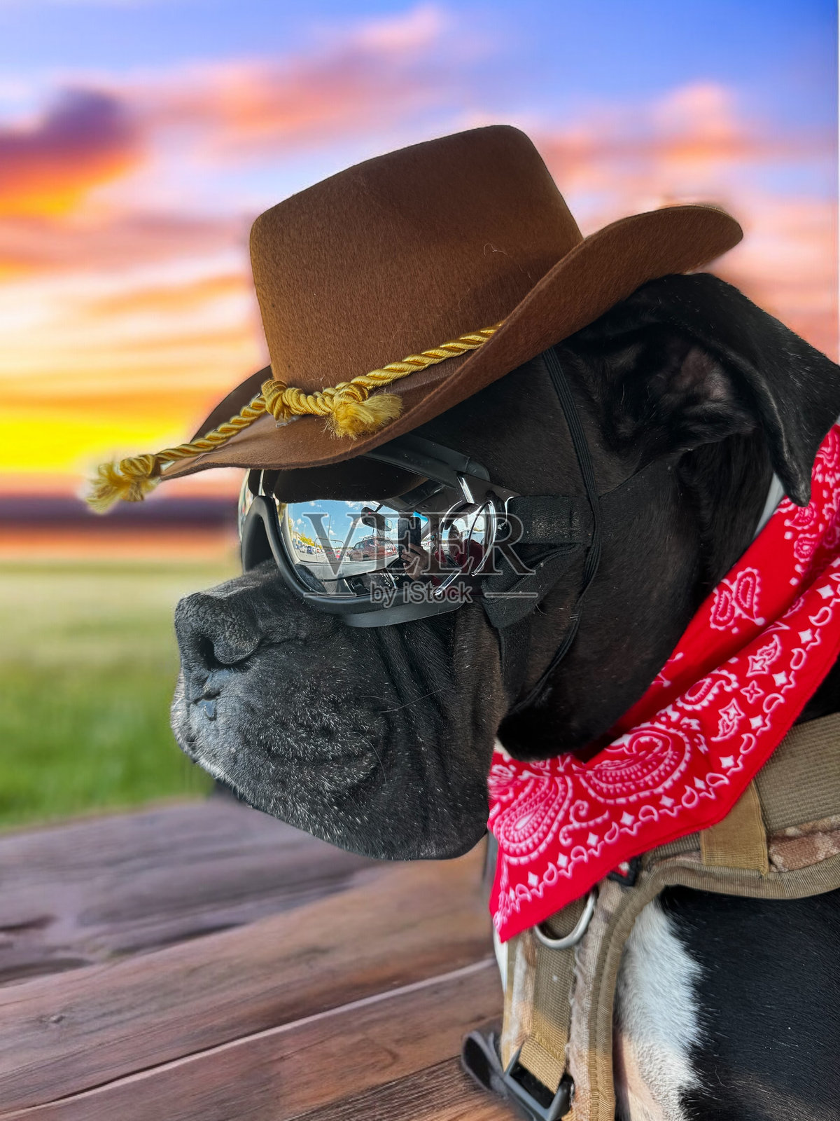 拳击手奥利弗照片摄影图片