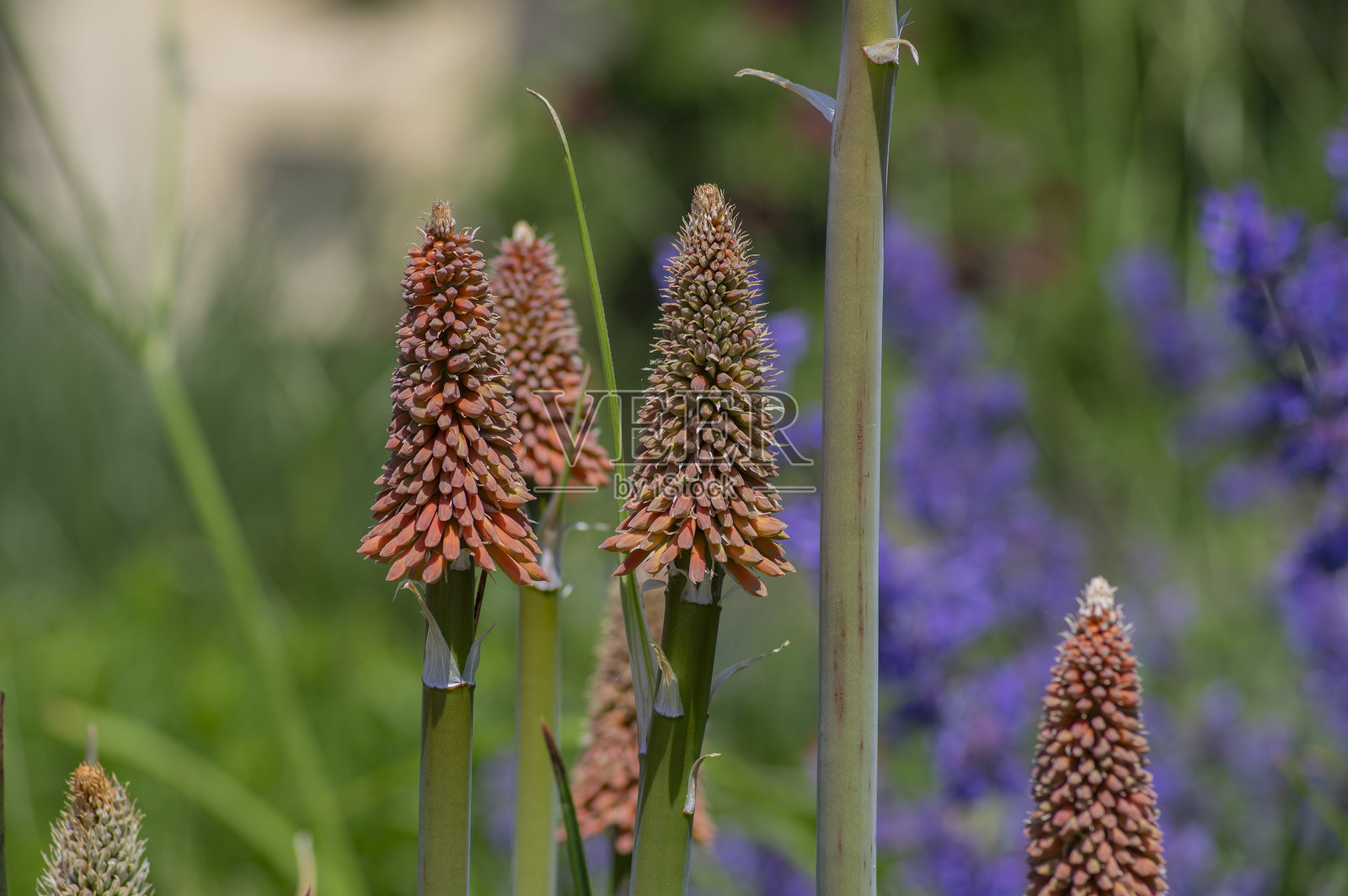 红色火炬百合（Kniphofia uvaria）鲜艳的橙红色观赏花卉，长茎上的一组花朵。照片摄影图片