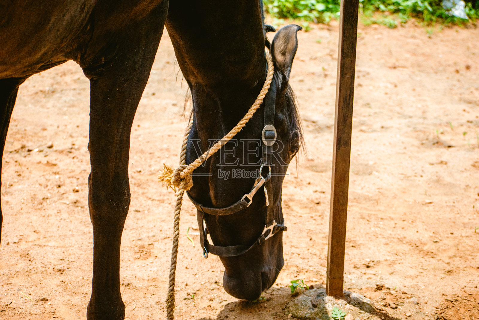 马厩里一匹美丽的黑马肖像。照片摄影图片