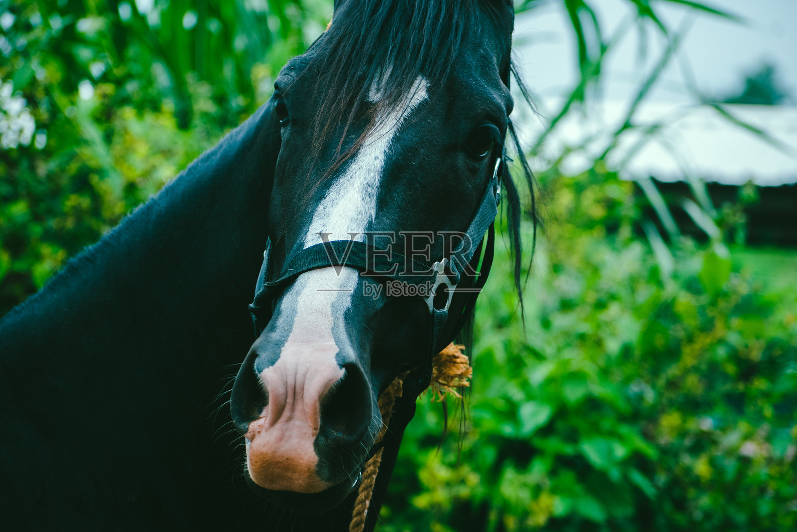 马厩里一匹美丽的黑马肖像。照片摄影图片