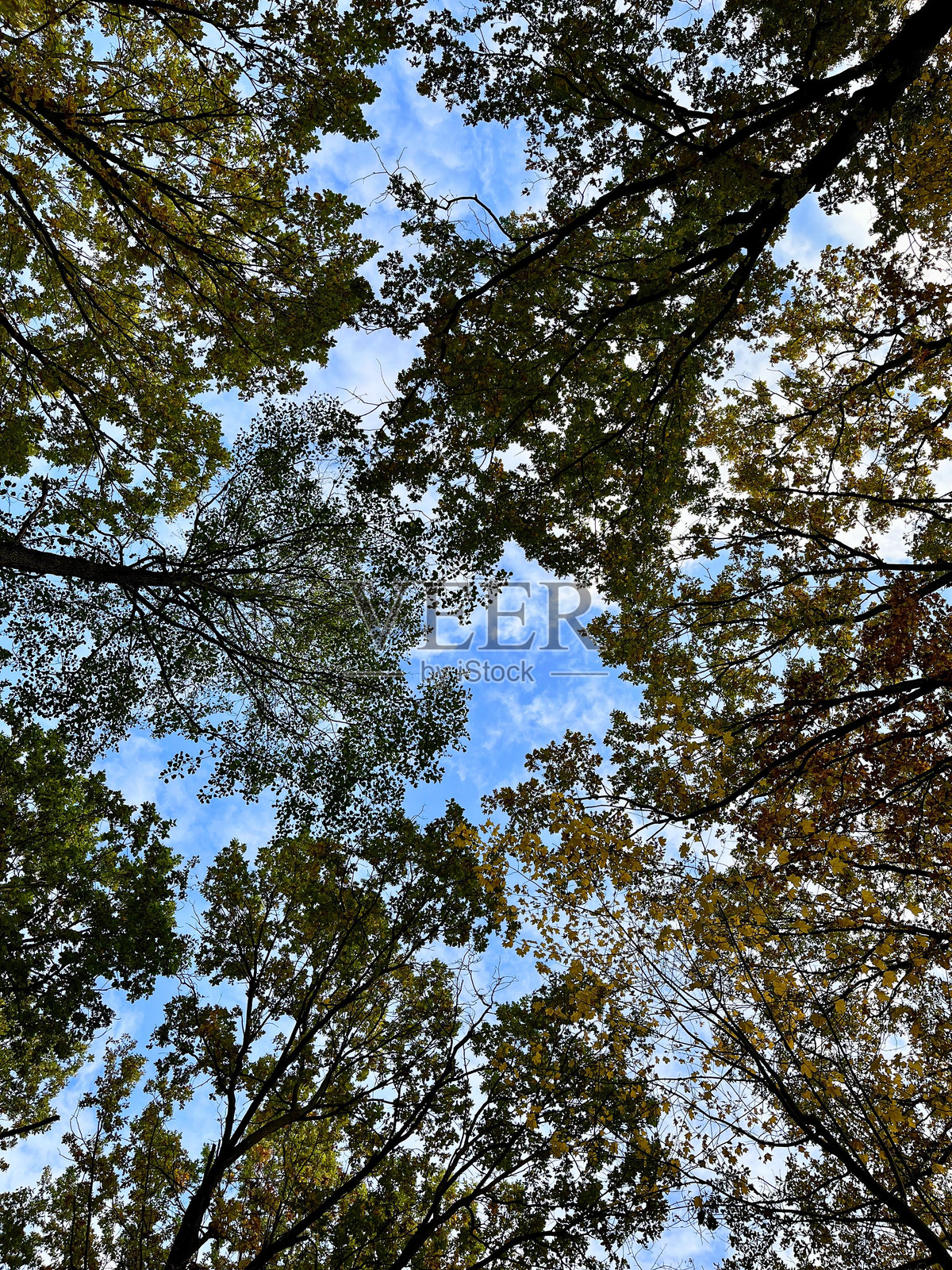 从底部向上看，秋天金色的森林中高大的树木顶端，树叶变黄，映衬着蓝天和白云。照片摄影图片