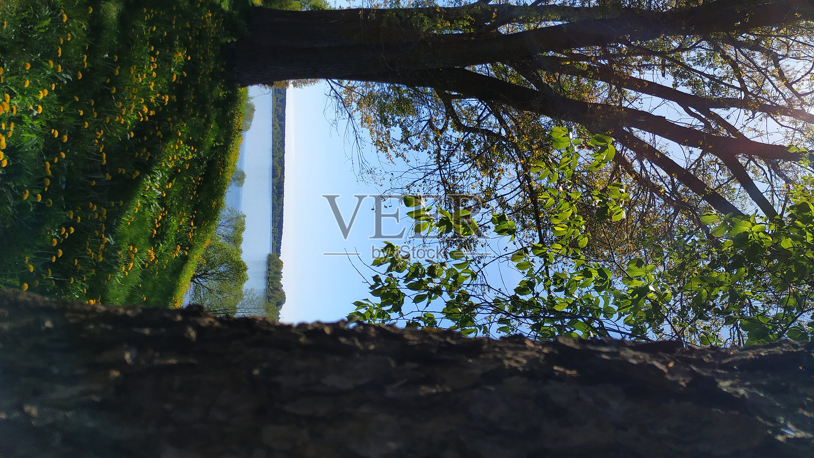 河流，达乌加瓦，树木，叶子，天空，蒲公英，五月，背景照片摄影图片