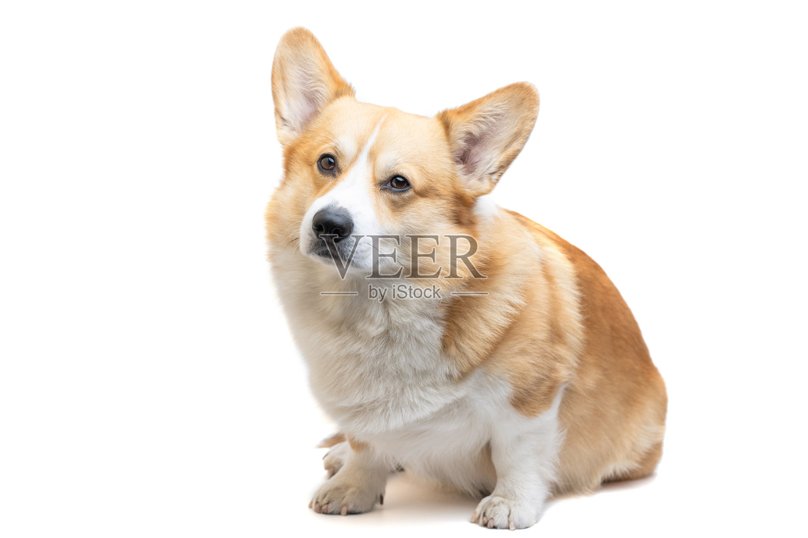 孤立的威尔士柯基犬（彭布罗克）照片摄影图片