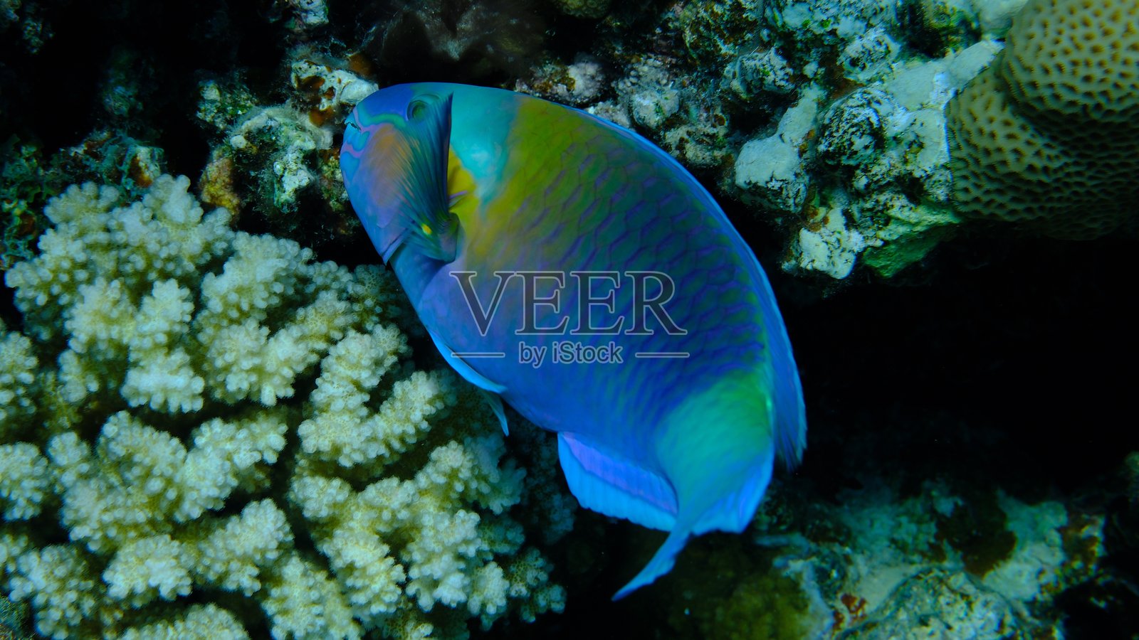 海底的雏菊鹦嘴鱼或子弹头鹦嘴鱼（Chlorurus sordidus）照片摄影图片