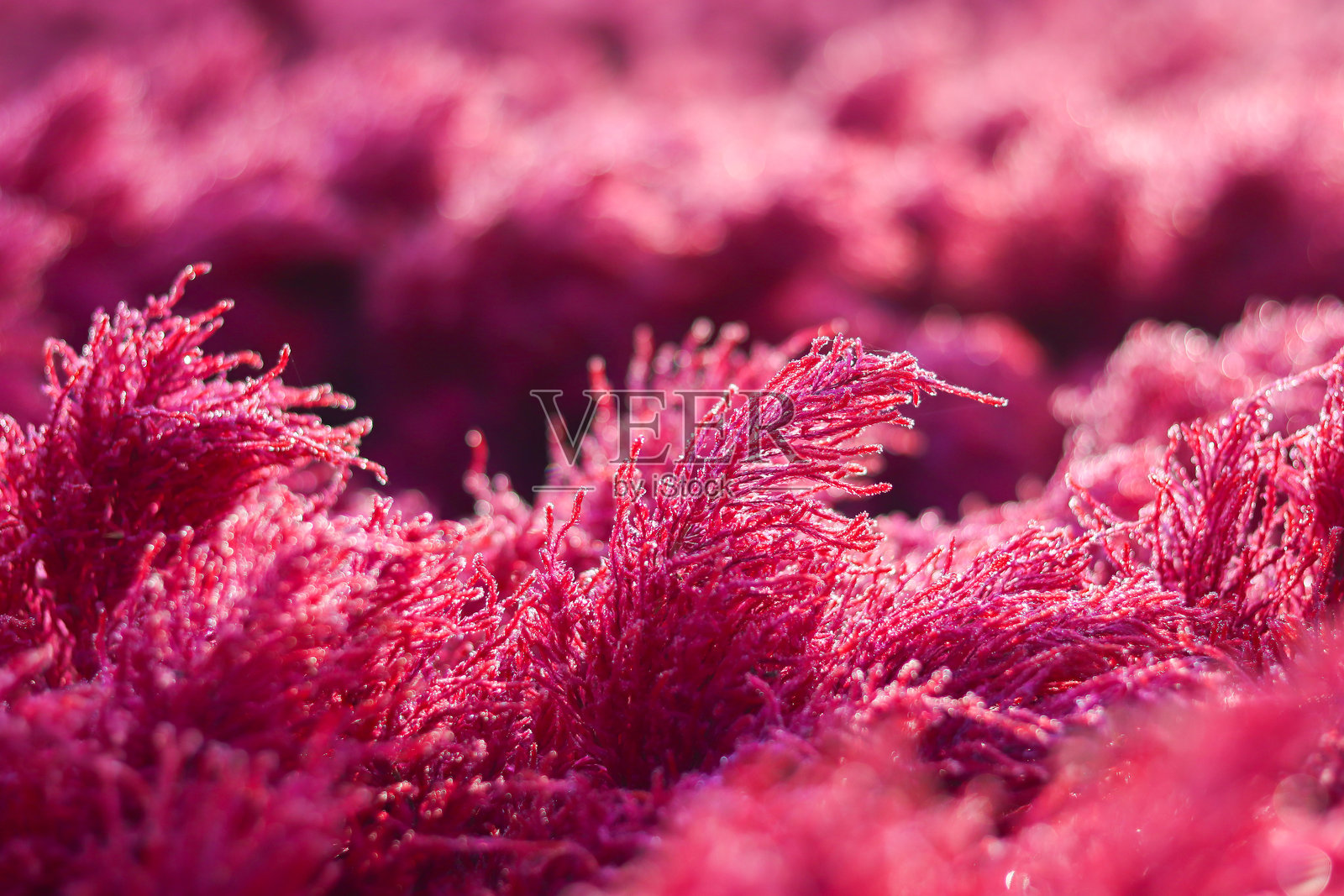 花园中红色花朵的特写，背景有散景光效。照片摄影图片