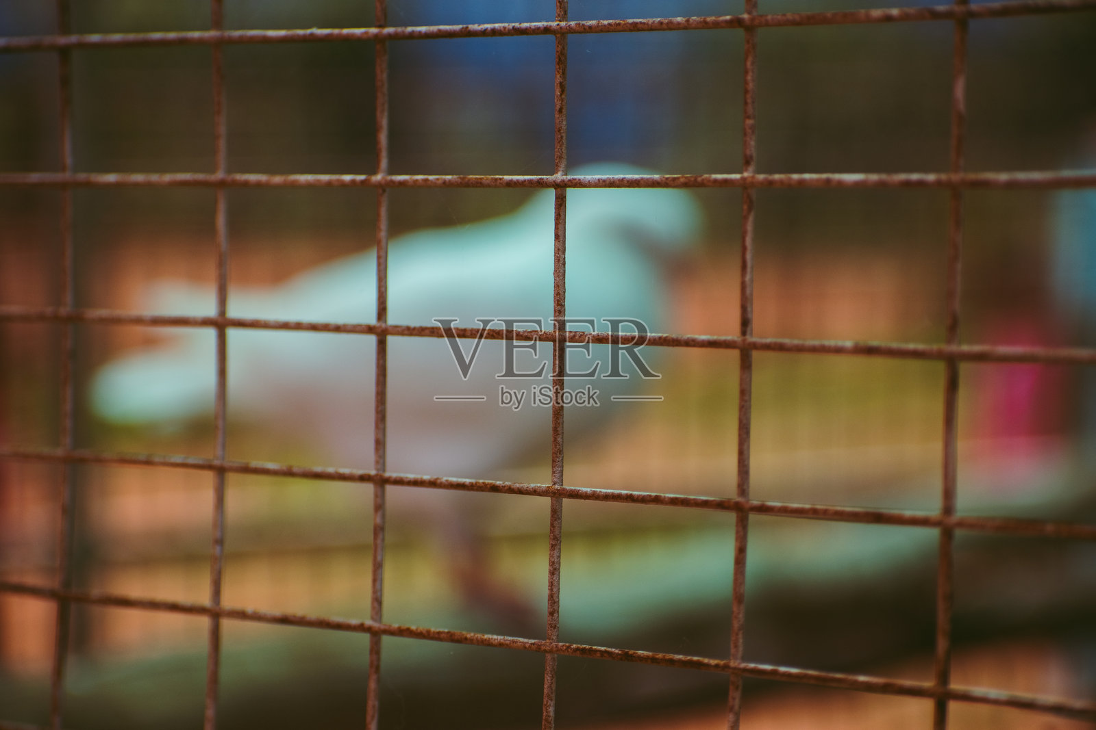 笼中鸽子的特写镜头。照片摄影图片