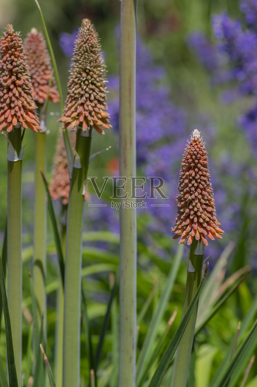 红色火炬百合（Kniphofia uvaria）鲜艳的橙红色观赏花卉，长茎上的一组花朵。照片摄影图片