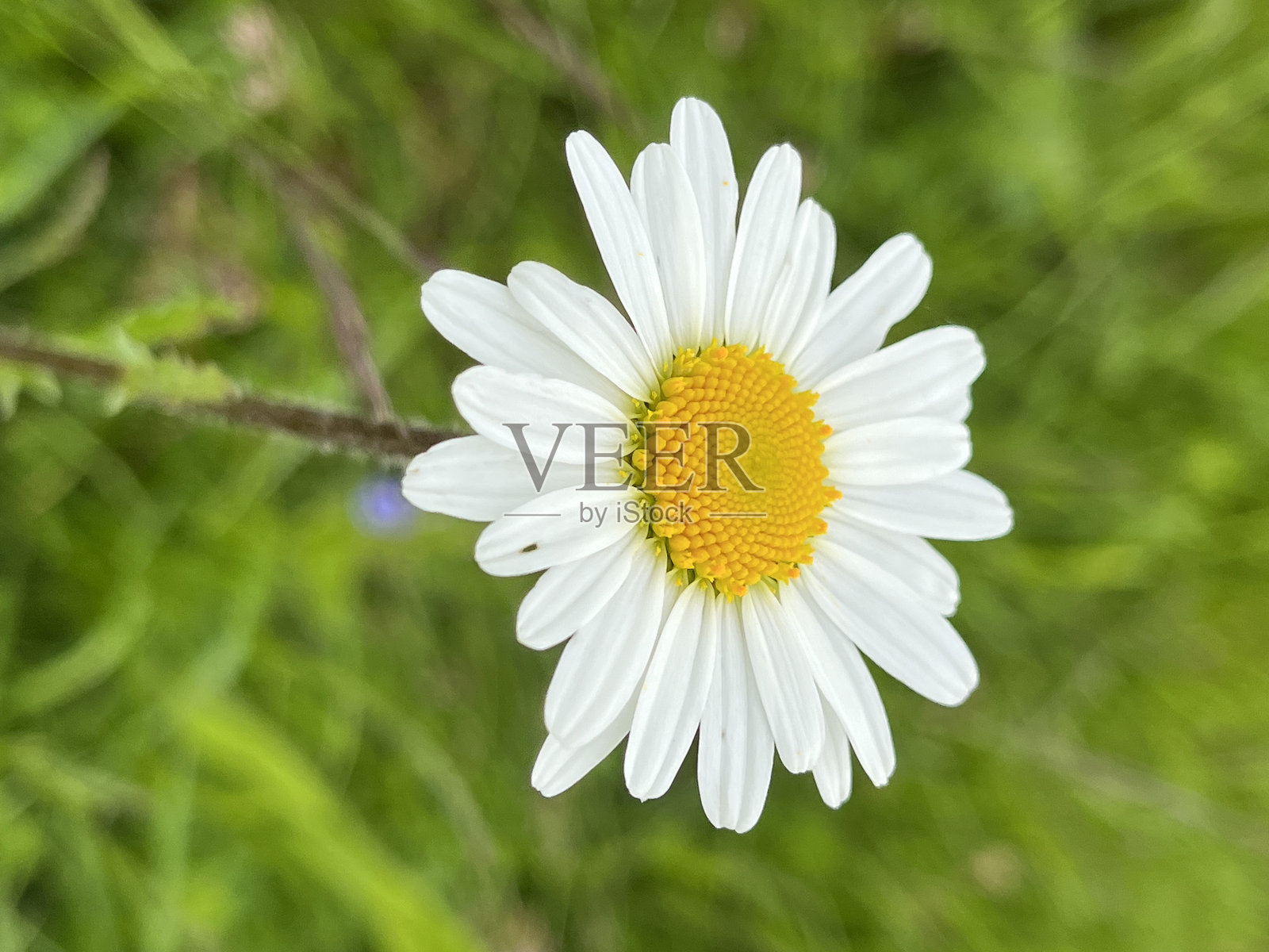 特写野生雏菊花照片摄影图片