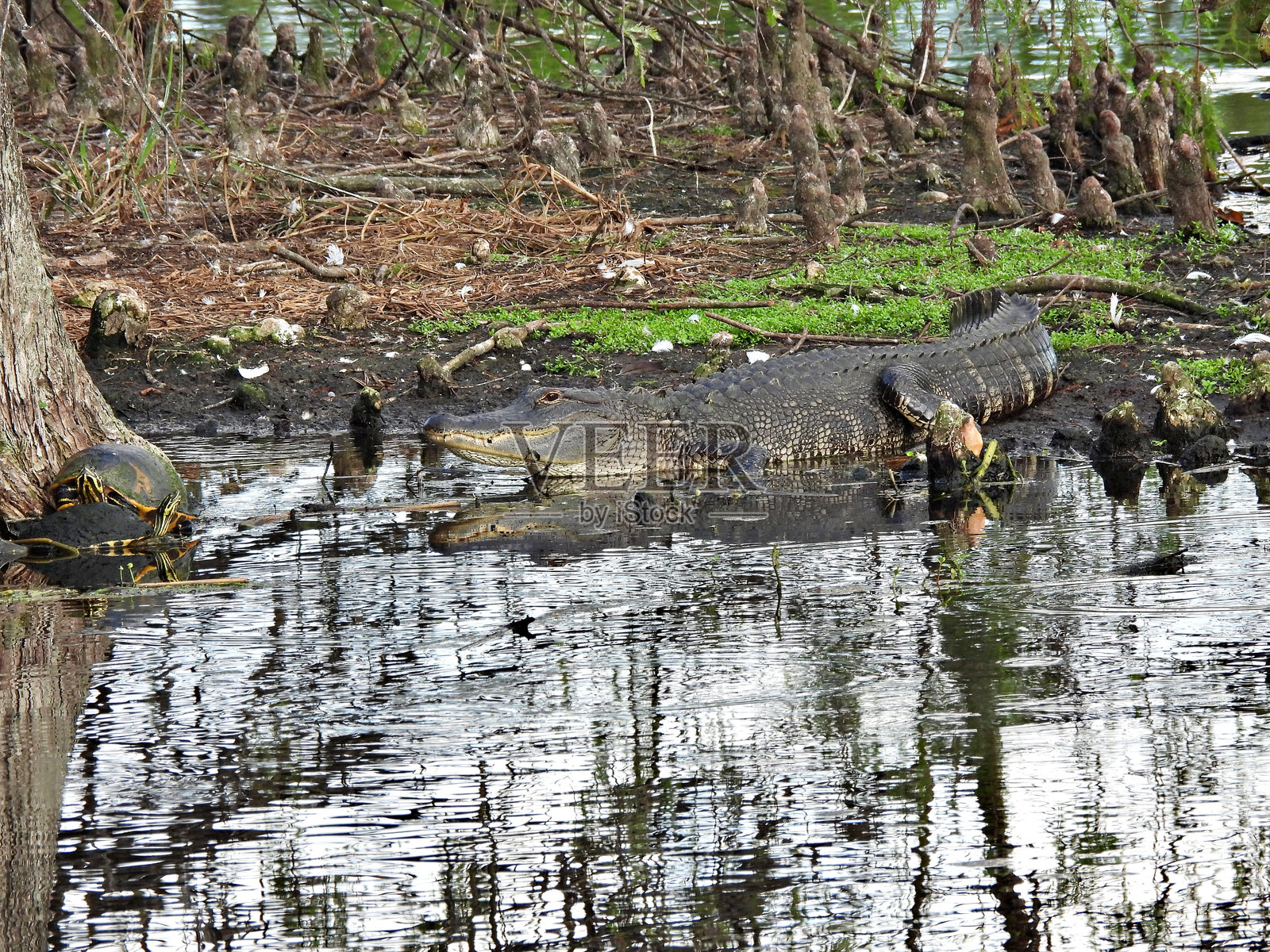 美国鳄鱼和佛罗里达红腹龟在附近照片摄影图片