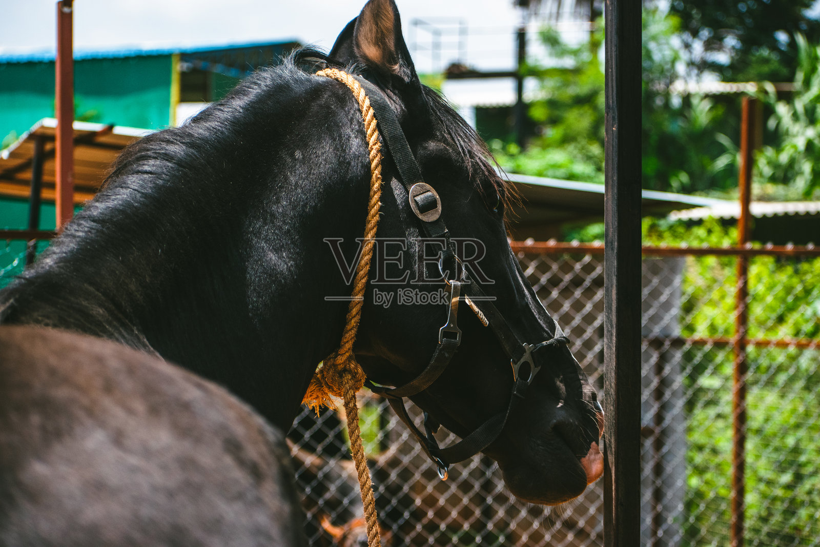 马厩里一匹美丽的黑马肖像。照片摄影图片