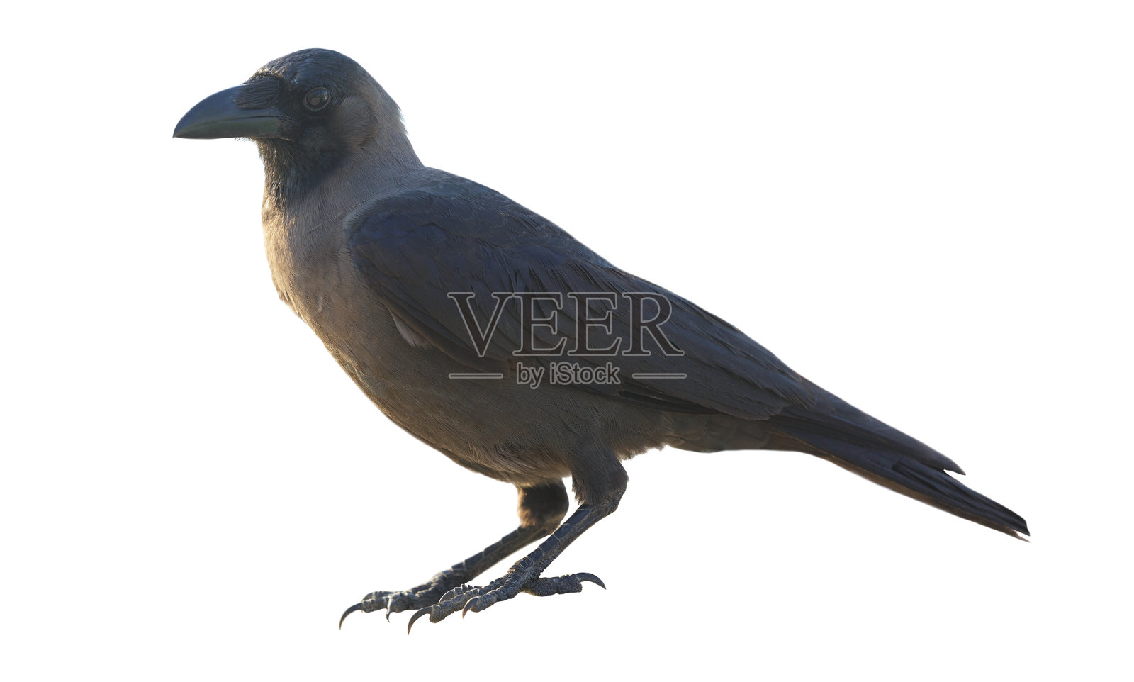 孤立在白色背景上的乌鸦照片摄影图片