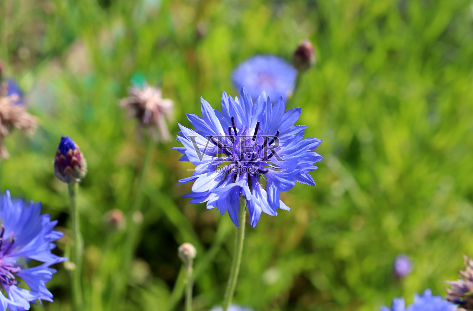 阳光明媚的日子里，草地上一朵蓝色的矢车菊和一个花蕾照片摄影图片