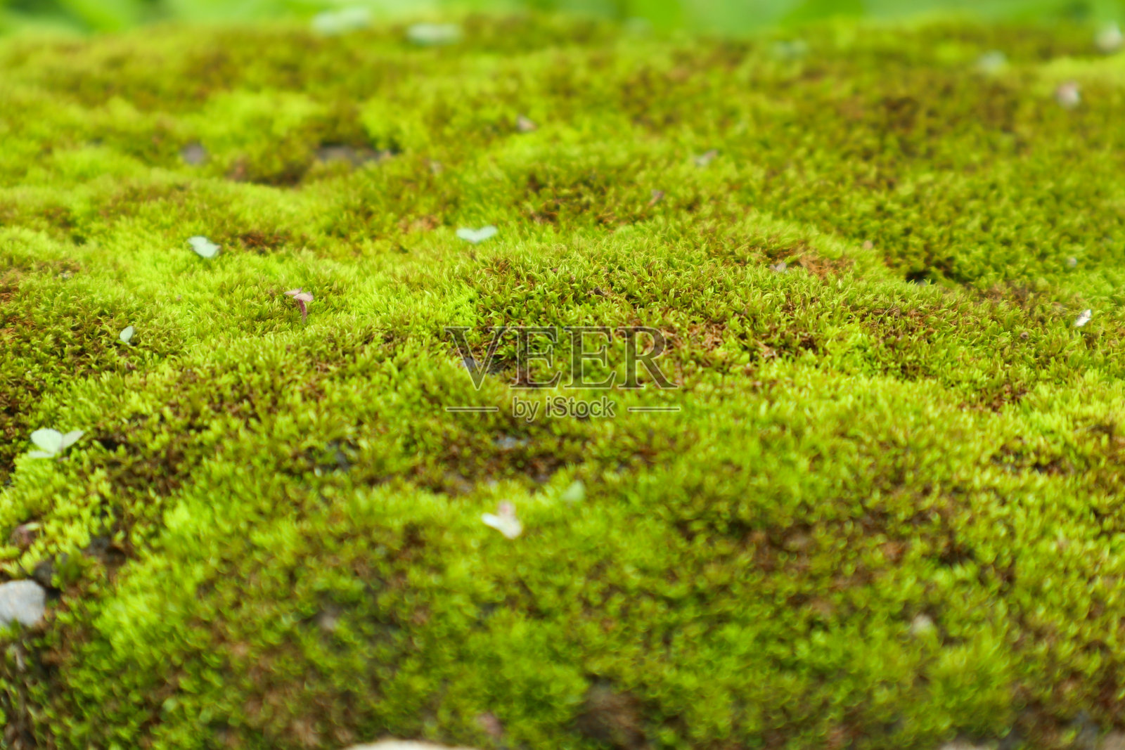 绿色苔藓的特写照片照片摄影图片