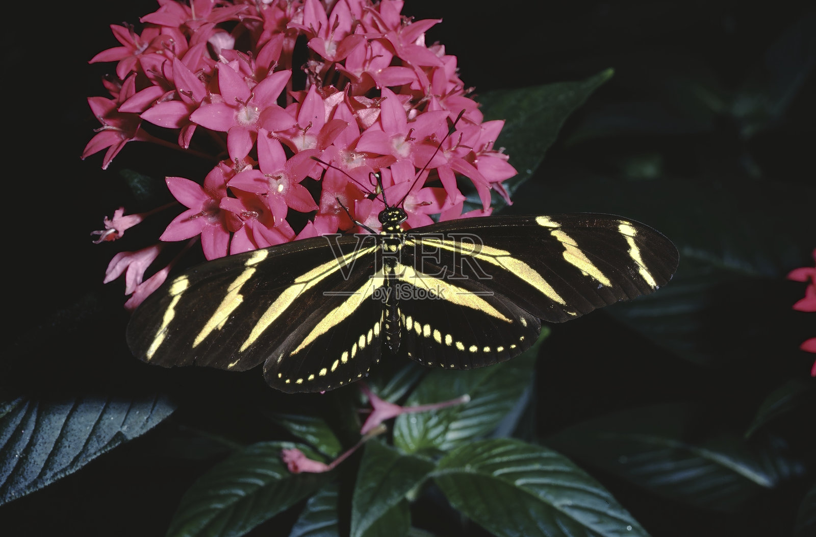 斑马长翼蝶在粉色花朵上照片摄影图片