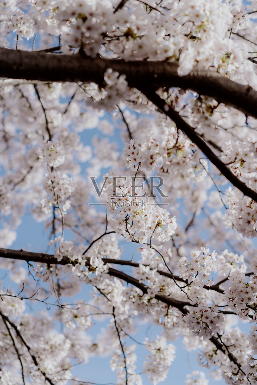 一棵美丽的樱花树在盛开和辉煌中巍然屹立照片摄影图片