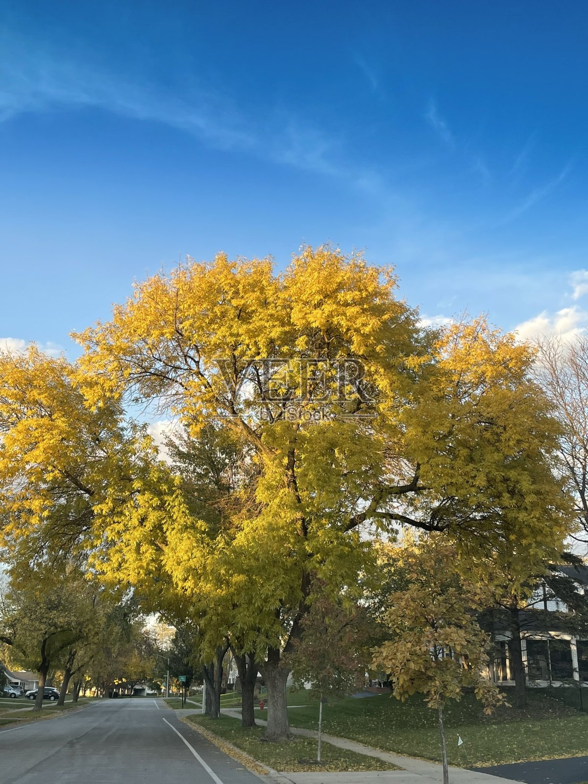 金色的秋叶覆盖在地面上，树木被鲜艳的红色、橙色和黄色装点。清新的空气和柔和的阳光突显了这个季节的温暖和舒适魅力。照片摄影图片