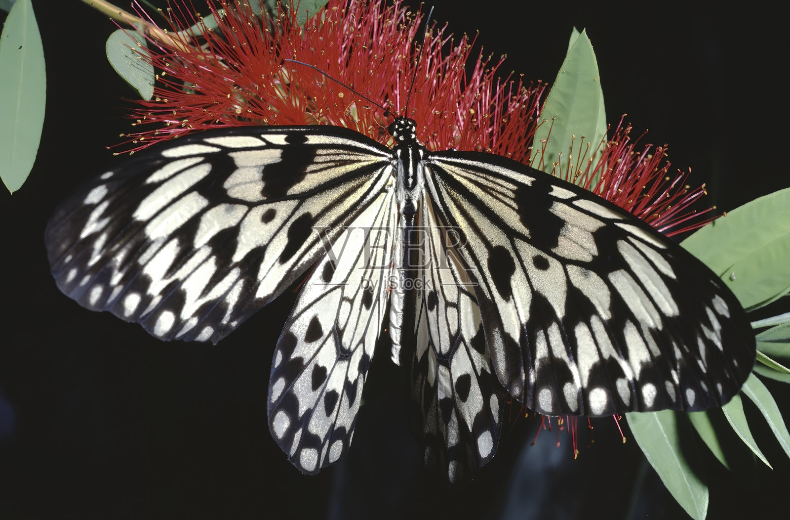 纸风筝蝶照片摄影图片