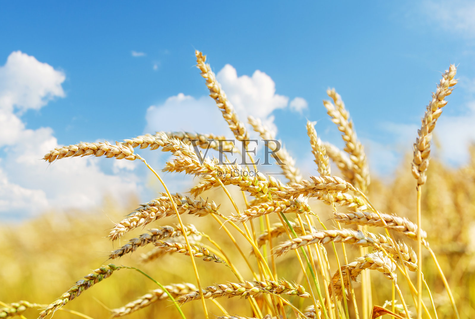 麦穗特写。夏日的麦田。照片摄影图片