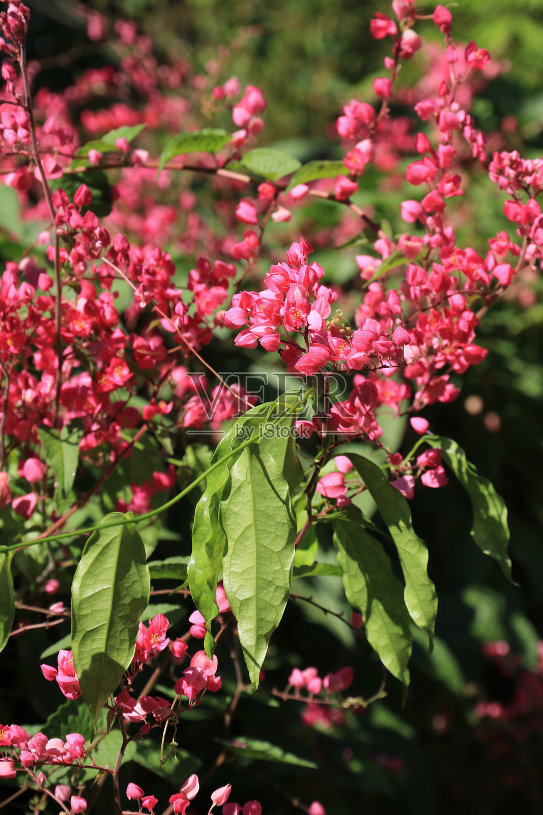 泰国盛开的粉色花园花卉，抗风藤（Antigonon leptopus）。照片摄影图片
