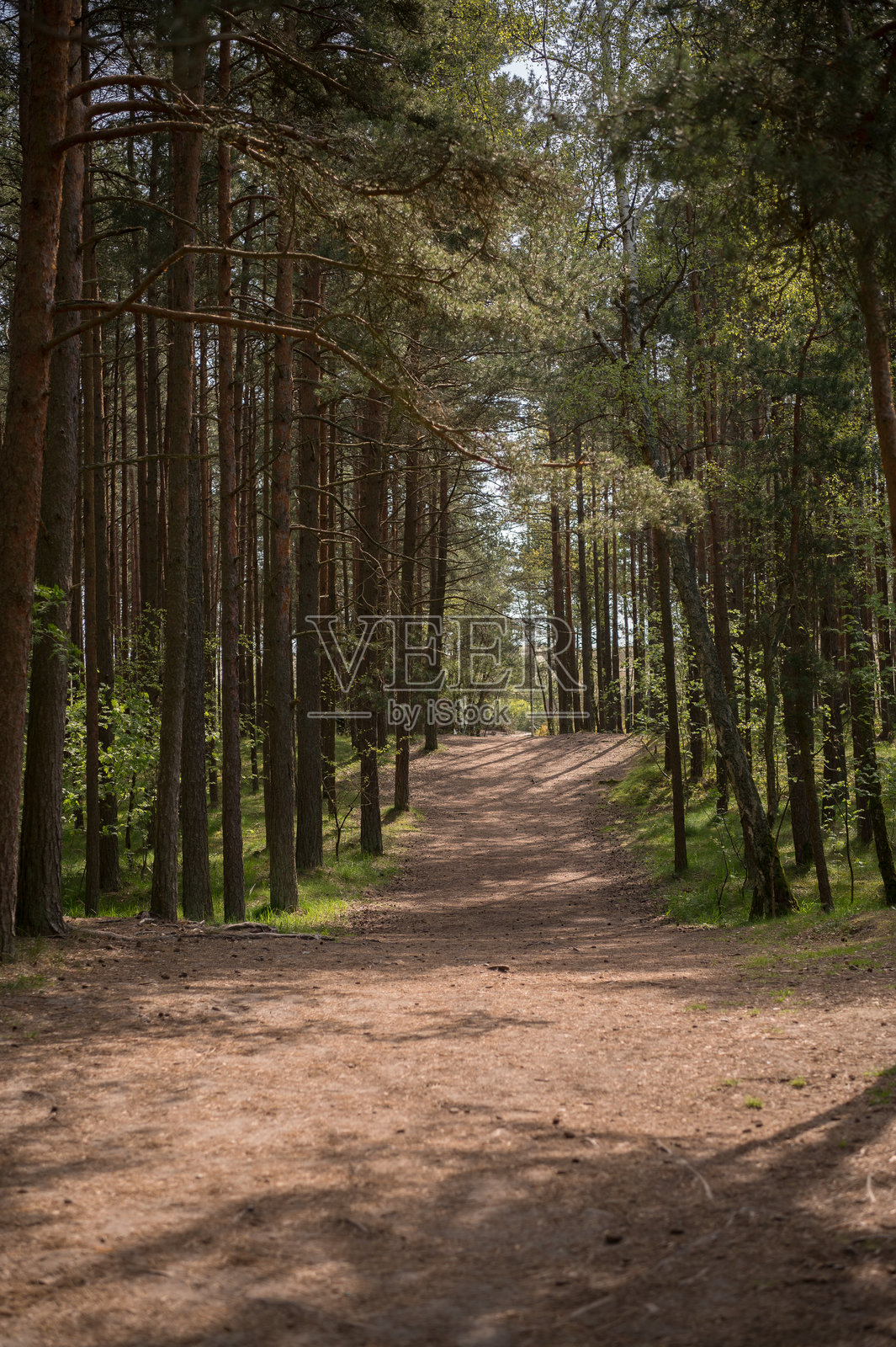 森林中的小径照片摄影图片