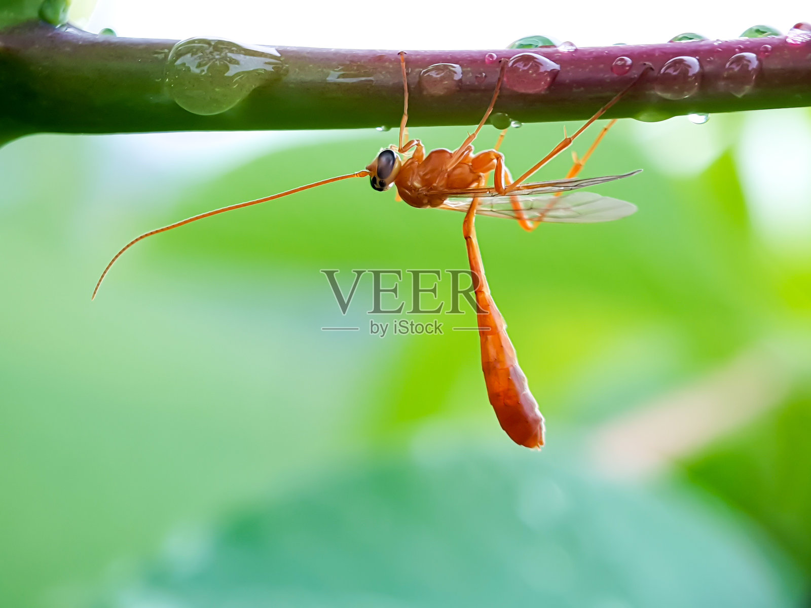 Netelia producta照片摄影图片