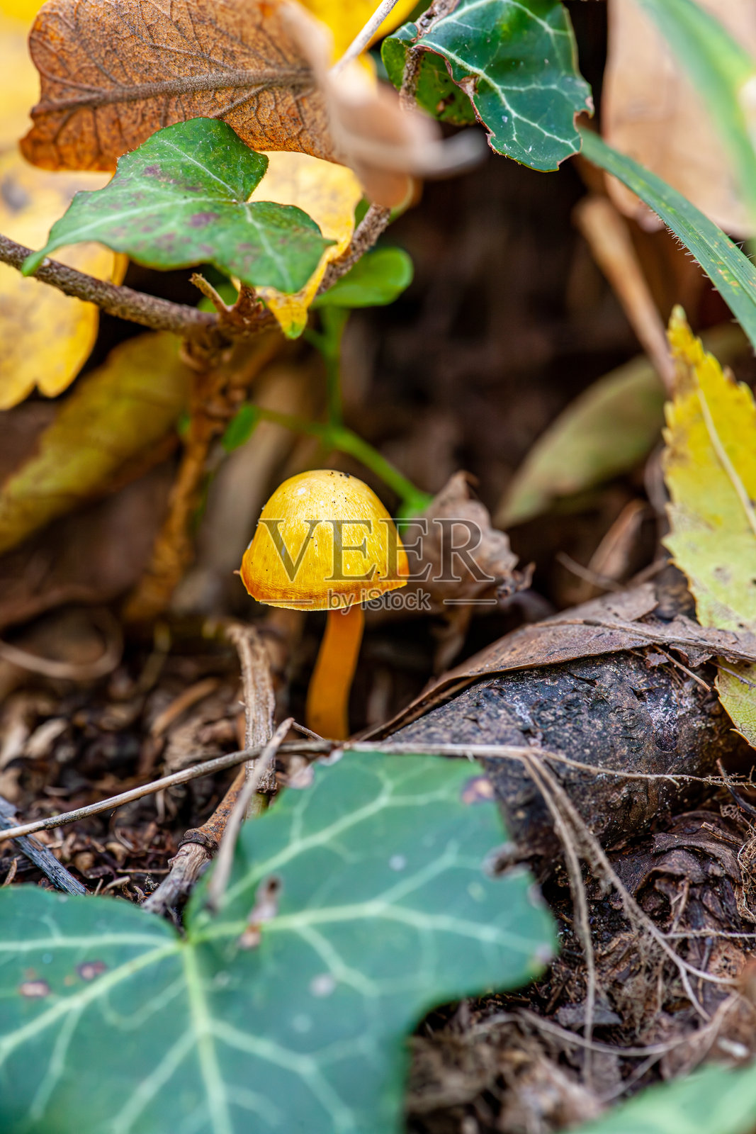 小秋季黄色蜜环菌在倒下的树干下的特写镜头照片摄影图片