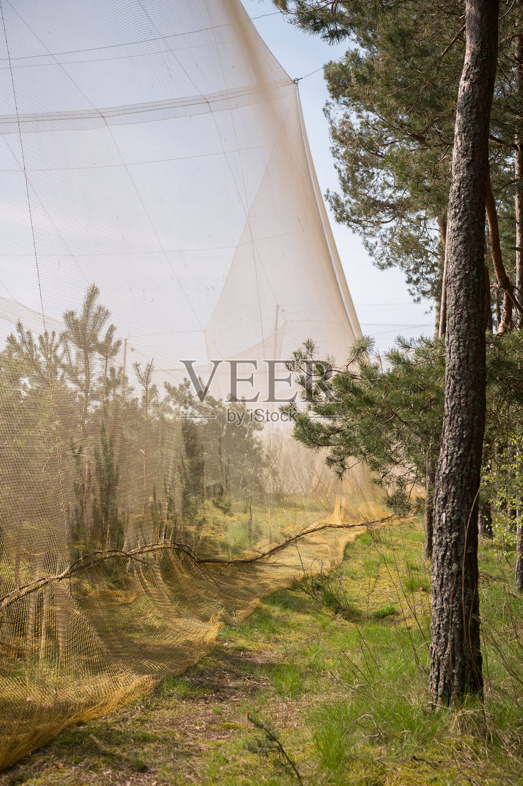 在森林中捕鸟的网照片摄影图片