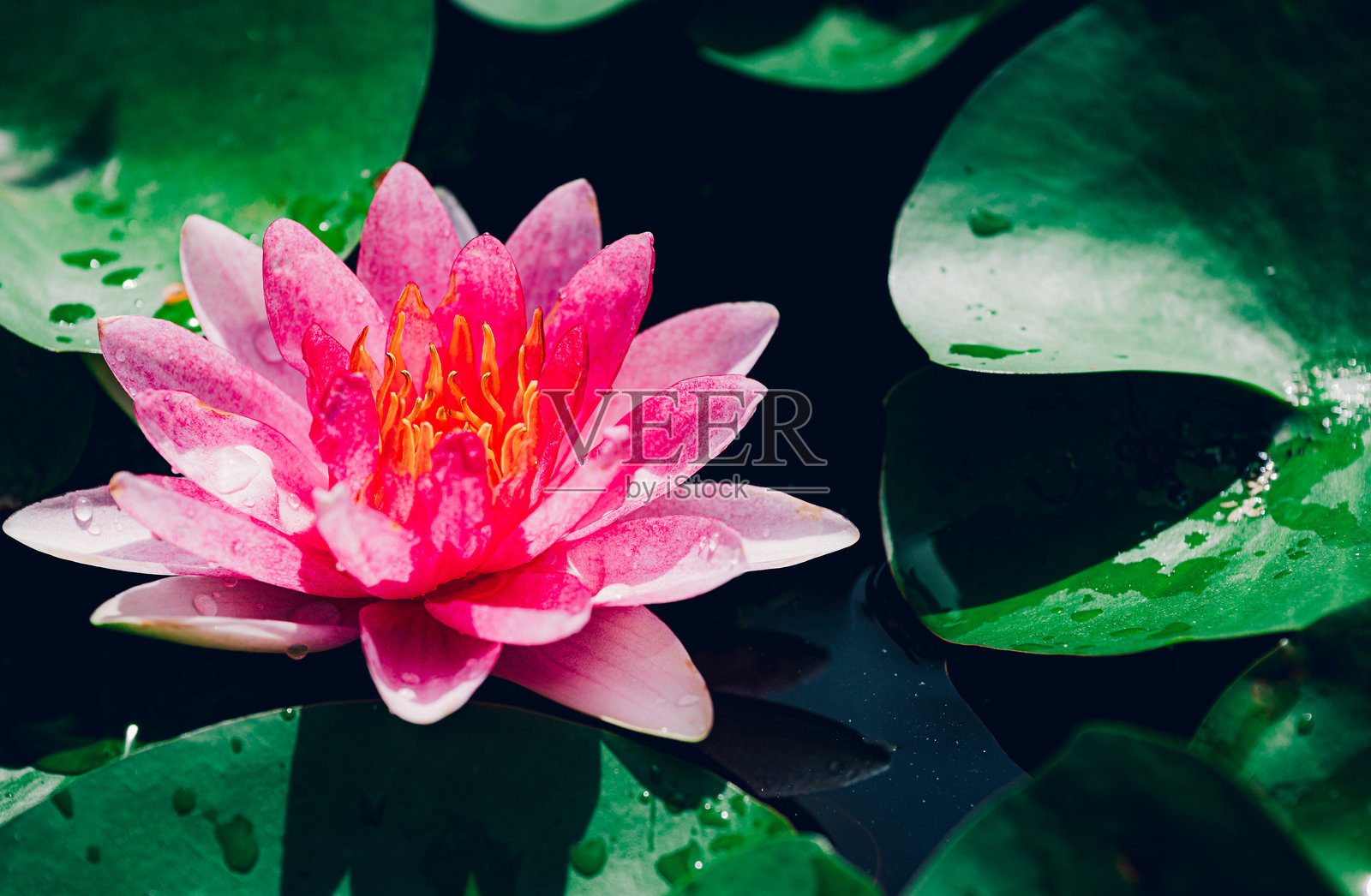 美丽的粉色睡莲或莲花在池塘中盛开照片摄影图片