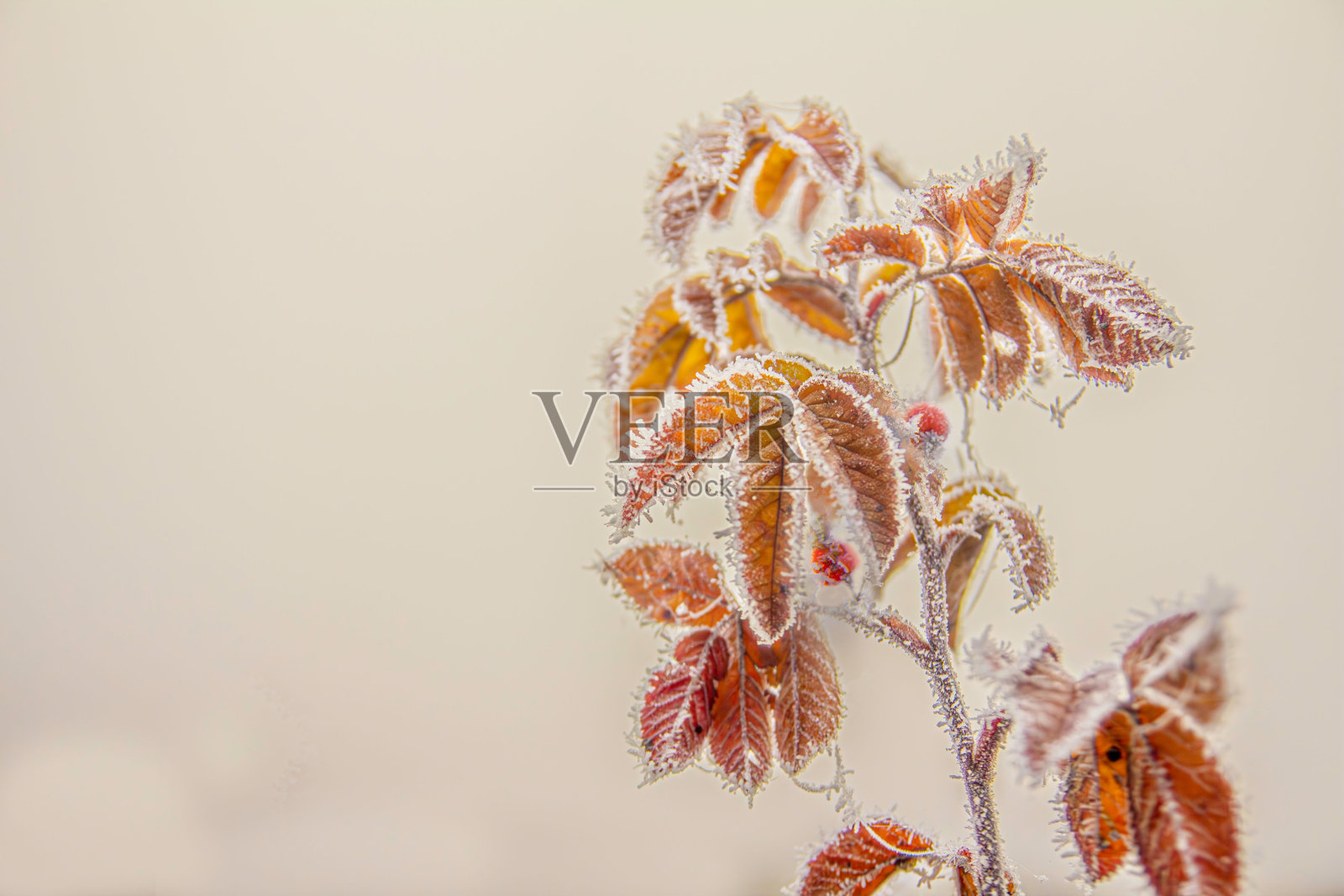 一枝带有泛黄叶子的玫瑰果灌木在白色背景下被霜冻覆盖，正值深秋时节。照片摄影图片