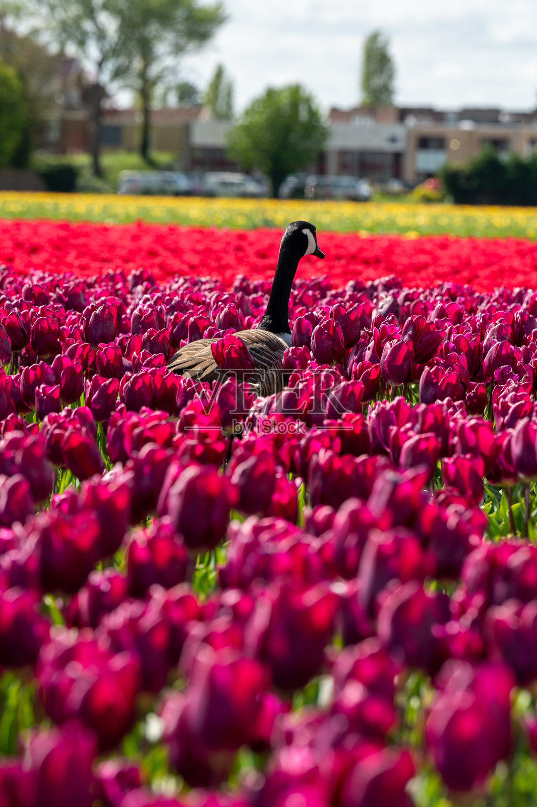 花园里的郁金香和鸭子照片摄影图片