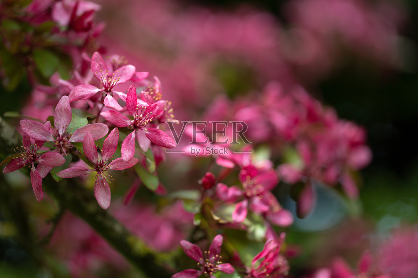 盛开的马鲁斯·普罗富森树照片摄影图片