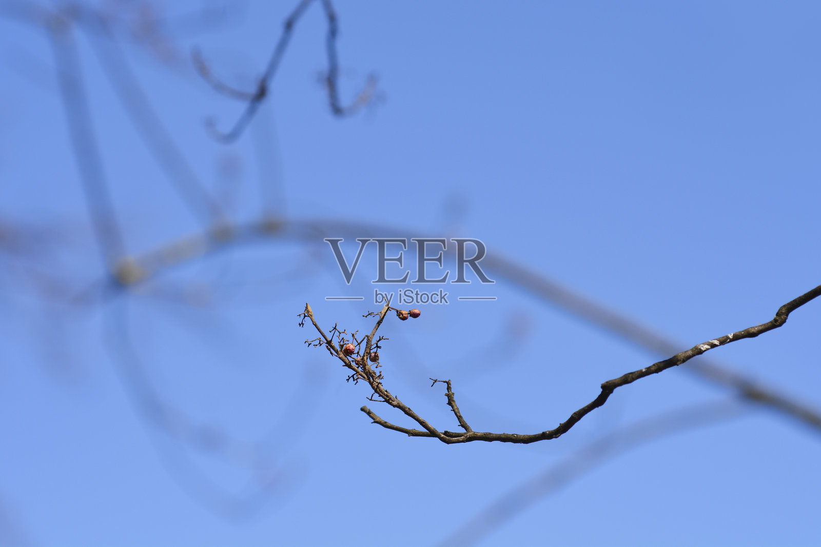 紫色美丽浆果照片摄影图片