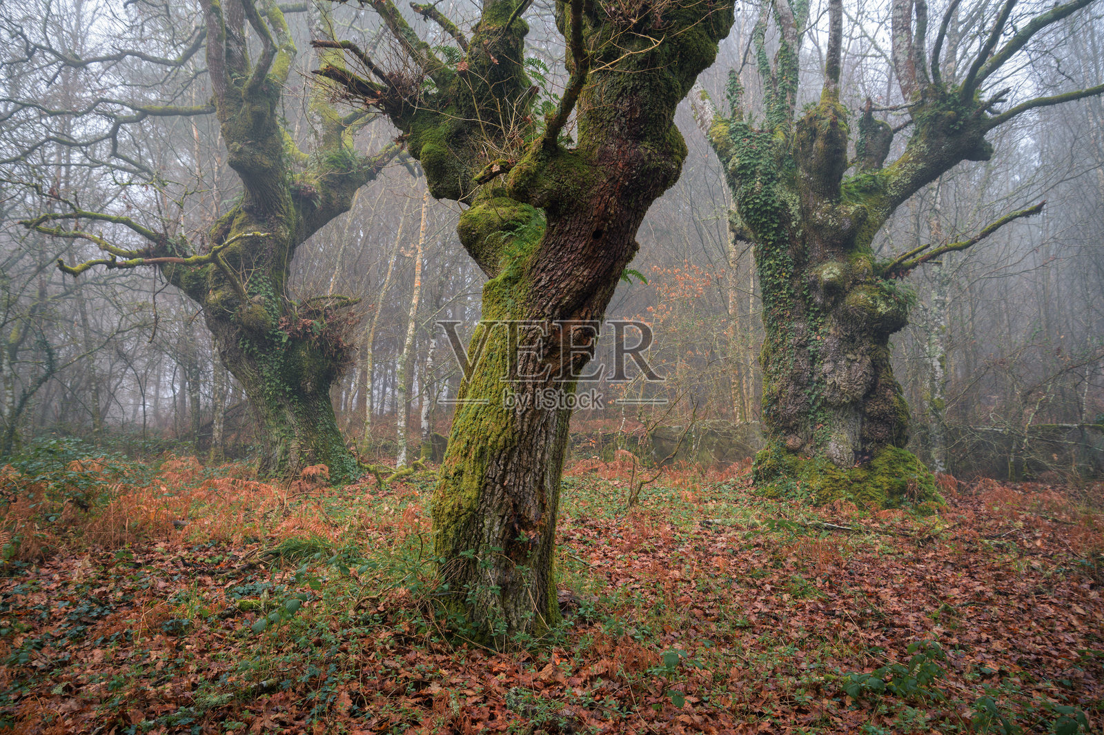 三棵巨大的古老橡树位于一片古老的本土大西洋森林中照片摄影图片