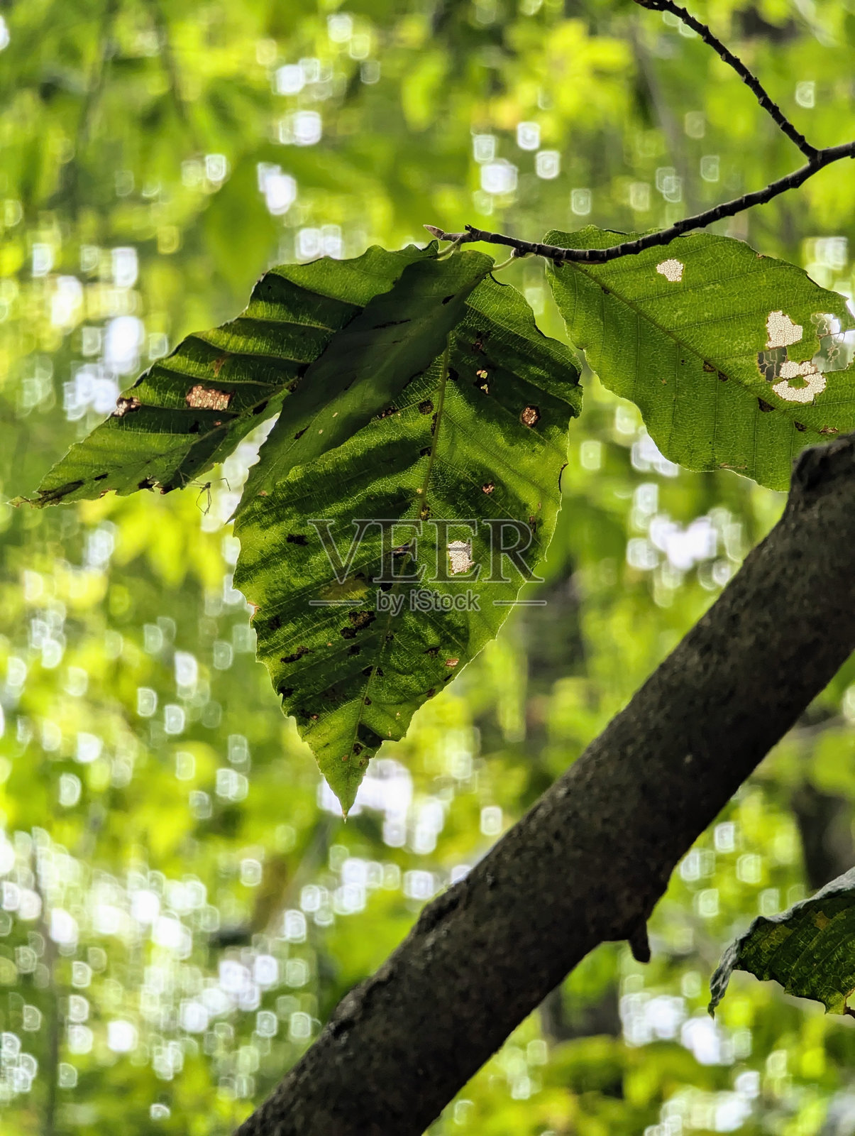 山毛榉叶病照片摄影图片