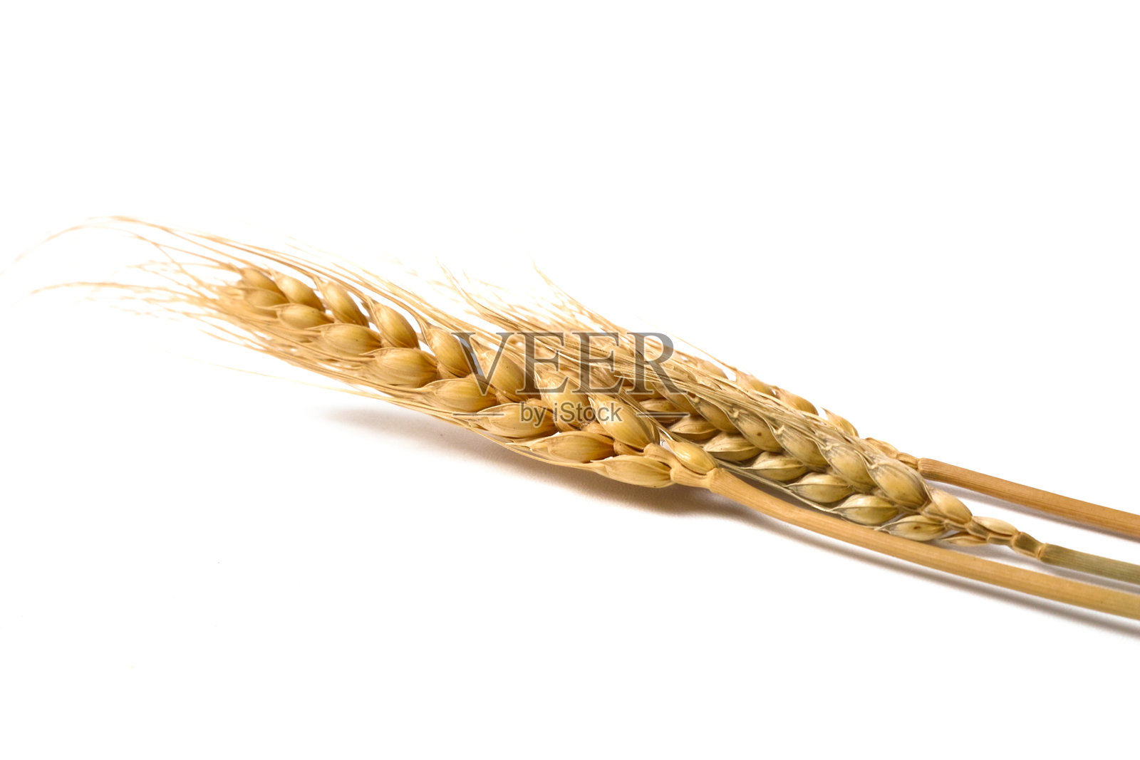 白色背景上的金色麦穗照片摄影图片