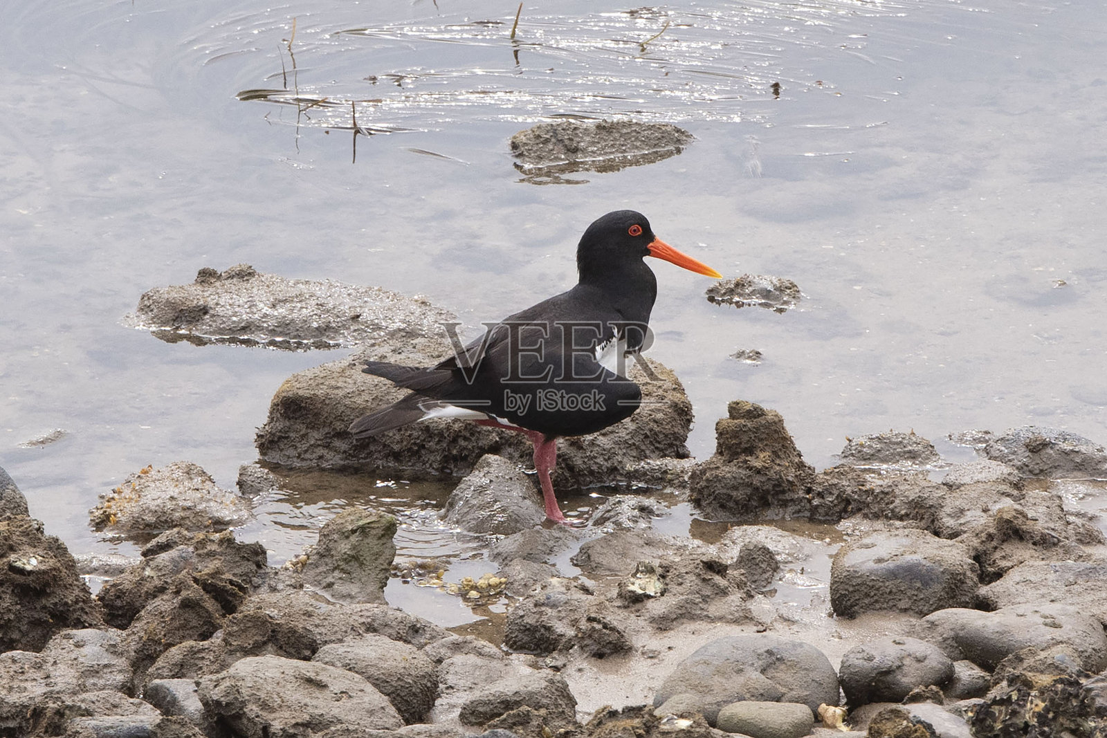 斑嘴鸻（Haematopus ostralegus）照片摄影图片