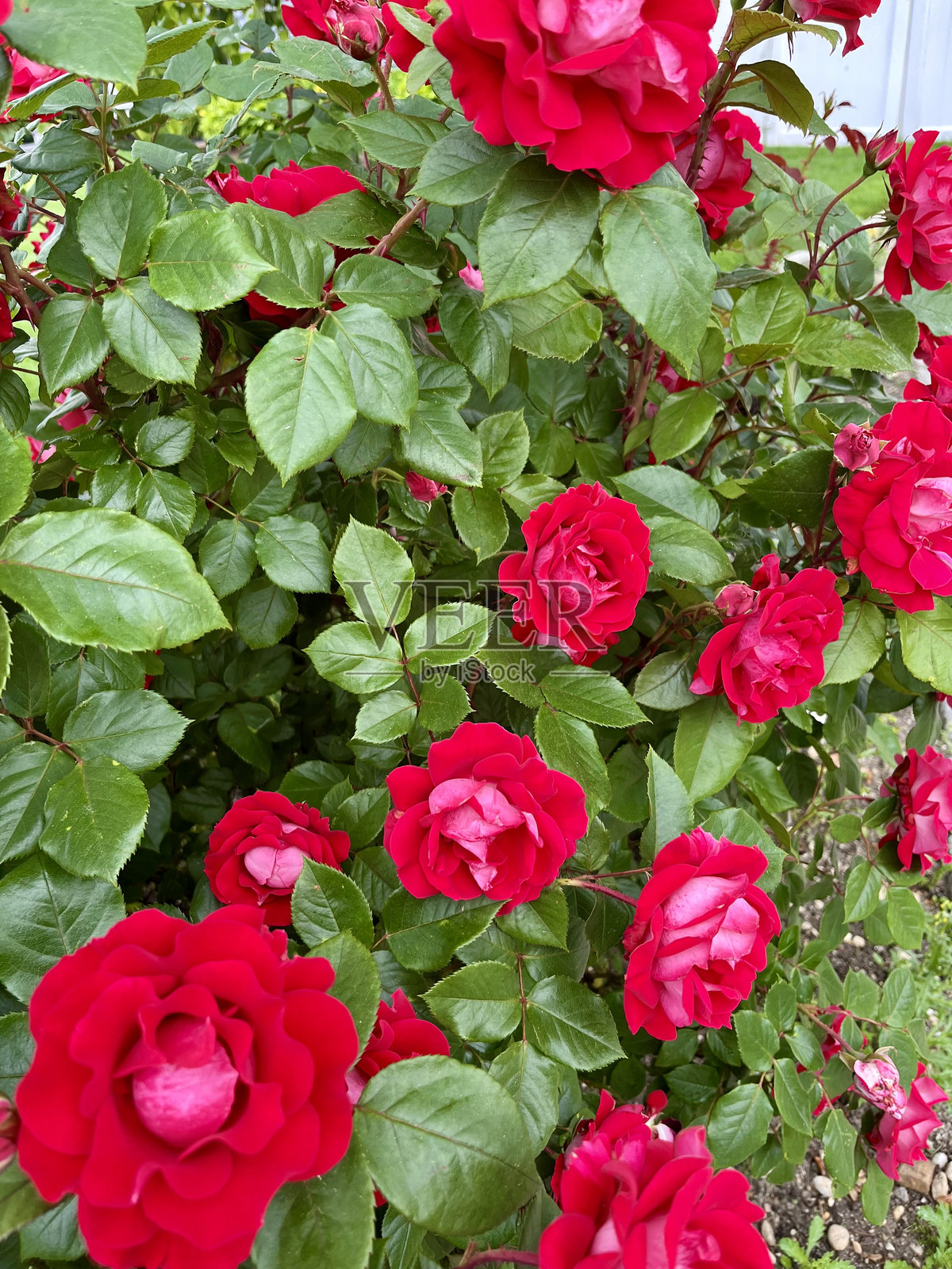 玫瑰灌木照片摄影图片