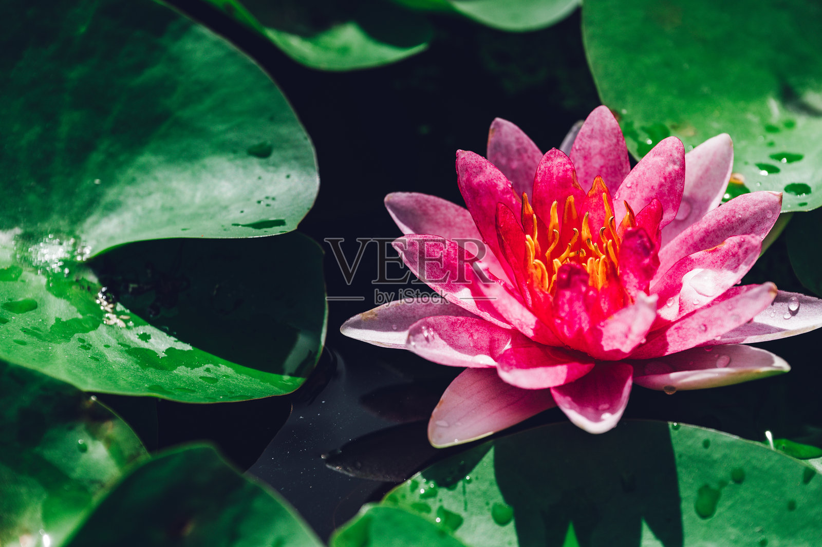 美丽的粉色睡莲或莲花在池塘中照片摄影图片